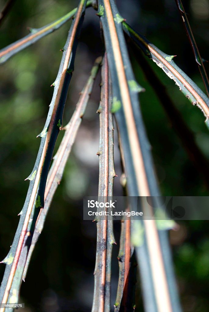 Lancewood (Horoeka) Tree in Differential Focus  New Zealand Stock Photo