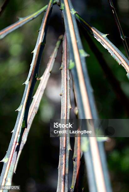 Lancewood Tree In Differential Focus Stock Photo - Download Image Now - New Zealand, Tree, Abstract