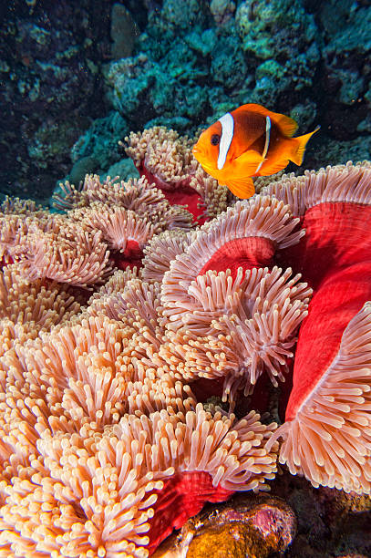 Clown fish in the red and brown anemone