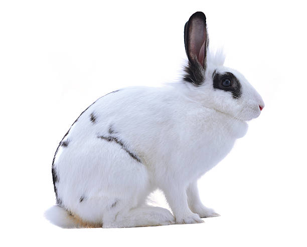istock Adorable rabbit isolated on a white background 498812619