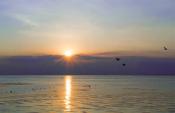 istock silhouette Bright and beautiful sunset with flying bird 498813595