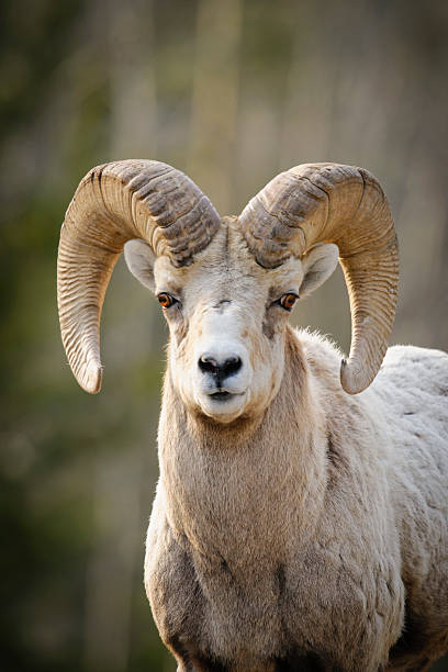 istock Rocky Mountain Bighorn Sheep (Ovis canadensis) 498813981