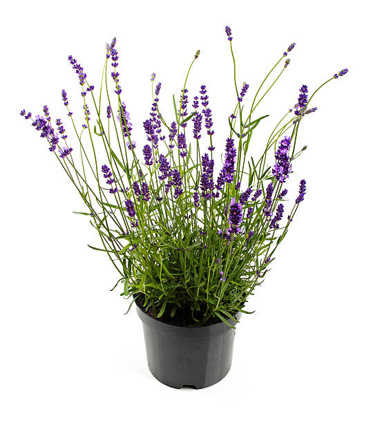 istock lavender in pot isolated on white 498814897