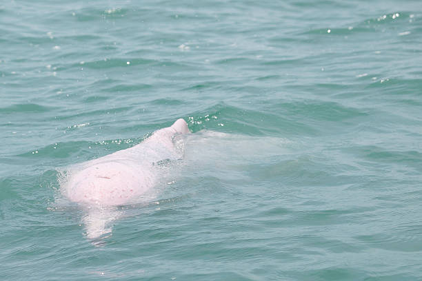 istock Pink dolphin, Chinese white dolphin, Thailand 498815301