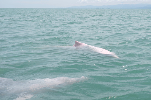 Pink dolphin, Chinese white dolphin, Thailand