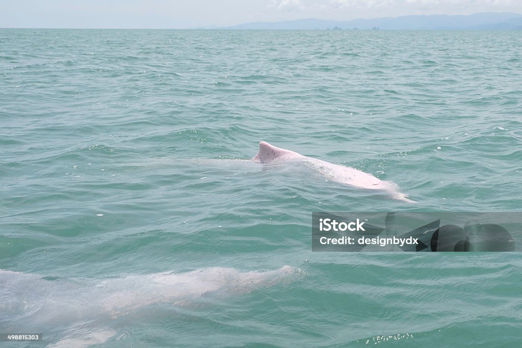 Pink dolphin, Chinese white dolphin, Thailand Dolphin Stock Photo