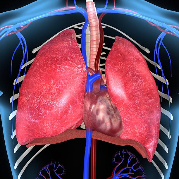 menschliches herz und lunge - human cardiovascular system human heart human vein blood flow stock-fotos und bilder