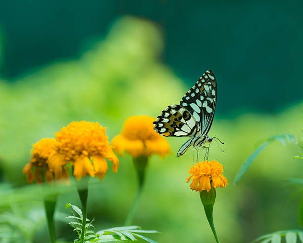 istock butterfly fly in morning nature 498815687