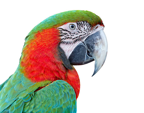 istock Closeup  Red and Green macaw , Thailand 498815695