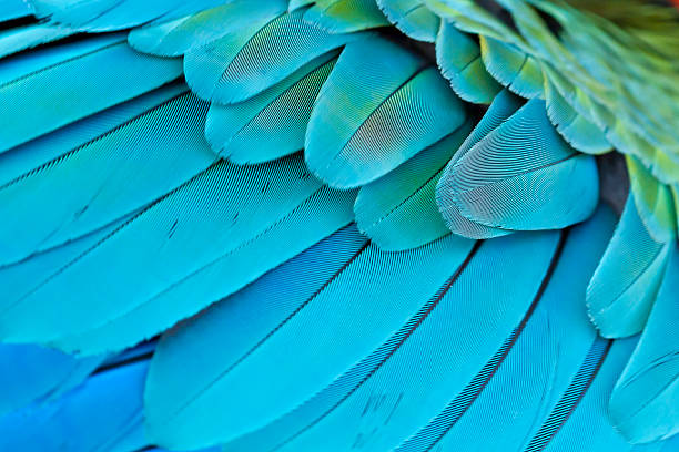 istock Closeup feather blue and gold Macaw ,Background 498815713