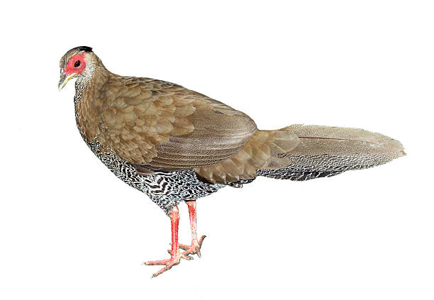 istock Image of wild fowl 498816243