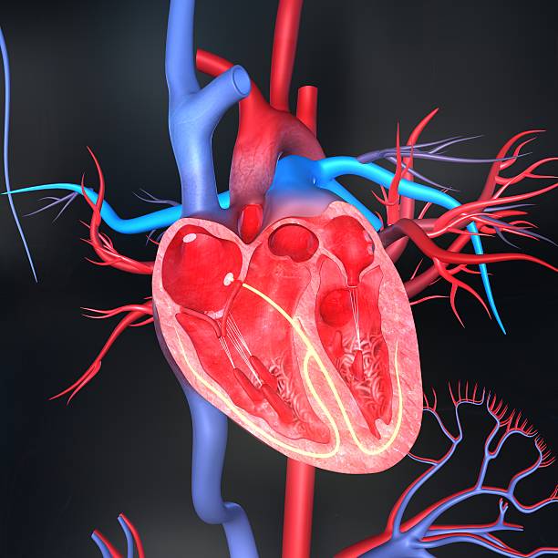 Human heart anatomy stock photo