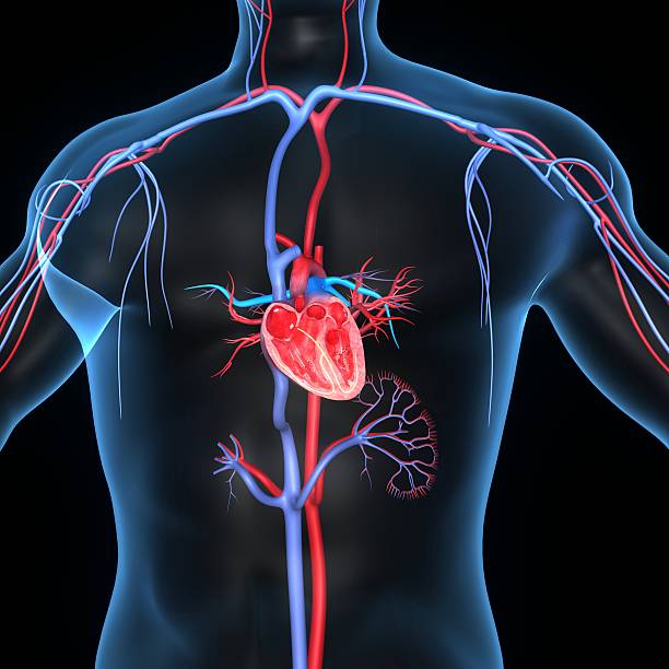 anatomia do coração humano - human heart human cardiovascular system people human vein - fotografias e filmes do acervo