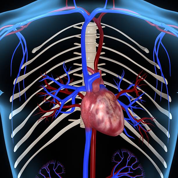 menschliches herz  - human cardiovascular system human heart human vein blood flow stock-fotos und bilder