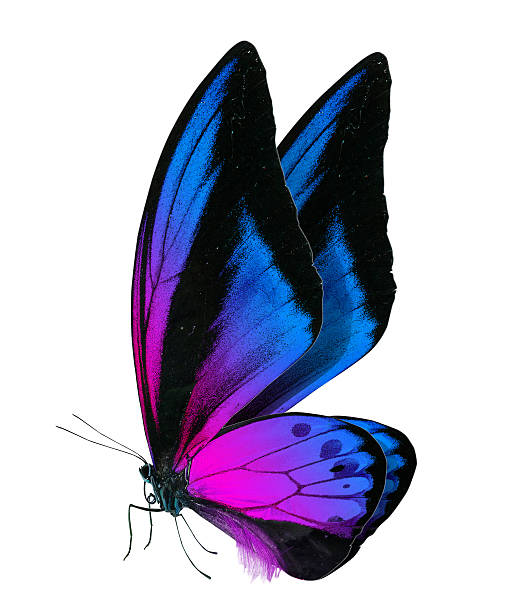 istock beautiful butterfly isolated on white 498826613