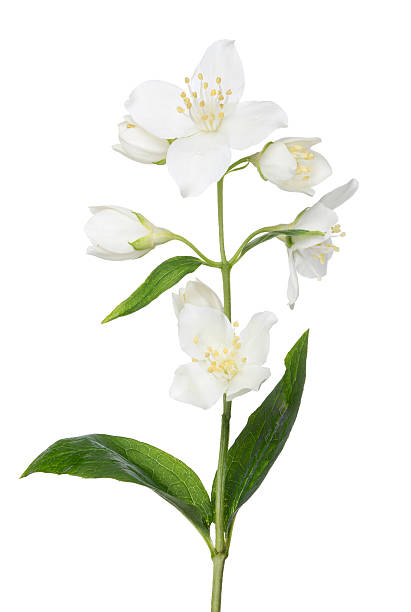 istock isolated seven jasmine flower and buds 498826647