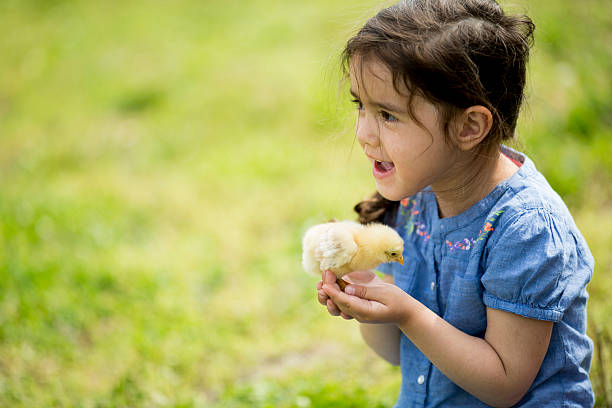 istock Cute girl with chicken 498827605