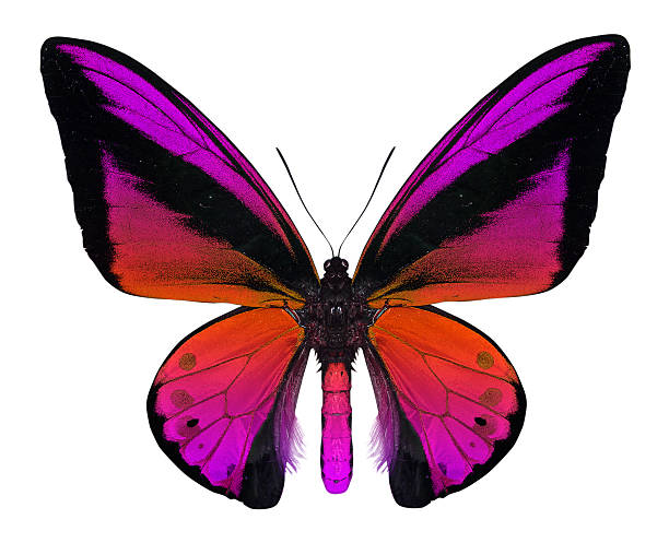 istock beautiful butterfly isolated on white 498827687