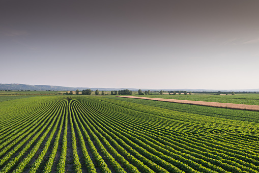 Soybean Field Rows in summer