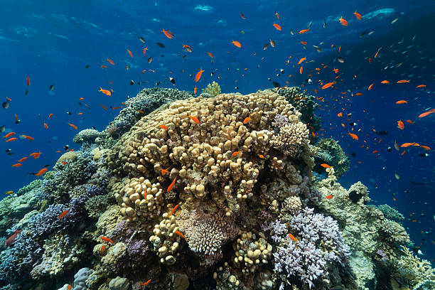 istock The aquatic life in the Red Sea. 498828567