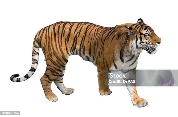 Isolated On White Large Tiger Stock Photo - Download Image Now - Animal, Animal Body Part, Animal Hair