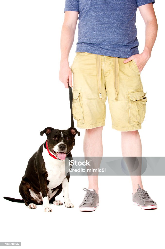 Staffordshire Bull Terrier on lead Staffordshire Bull Terrier on lead sat next to owner looking at the camera Adult Stock Photo