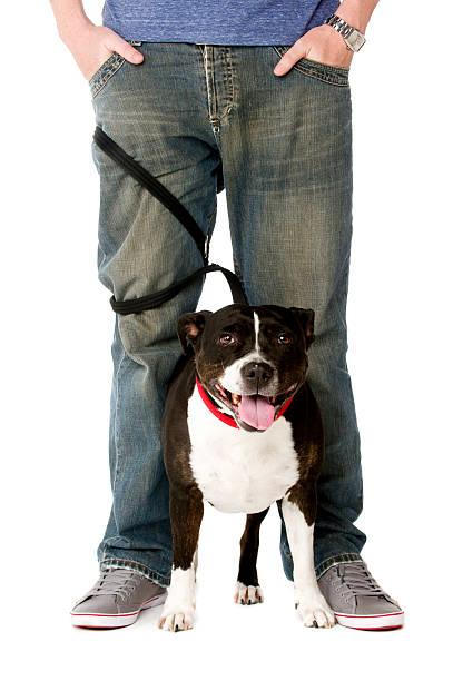 istock Staffordshire Bull Terrier on lead 498829243