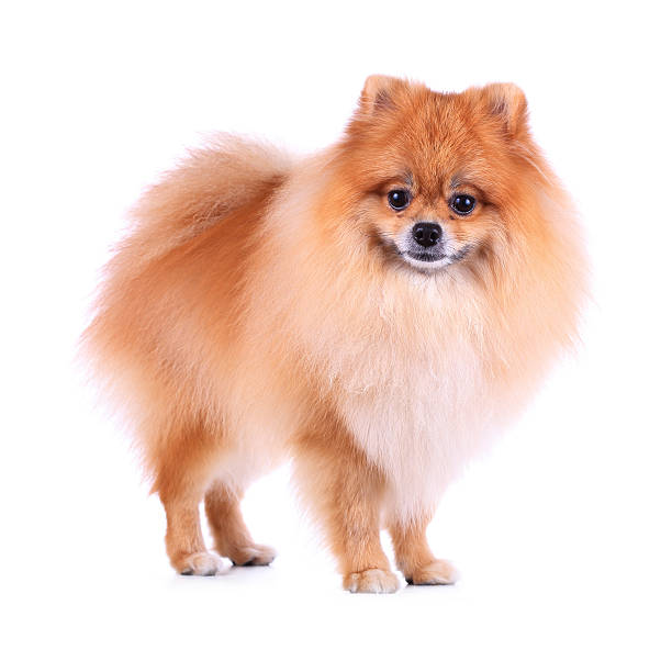 istock brown pomeranian dog isolated on white background 498829271