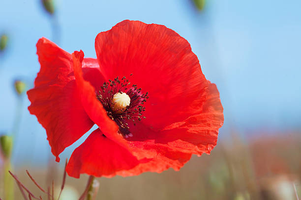 istock Poppy flower close up against the sky 498829539
