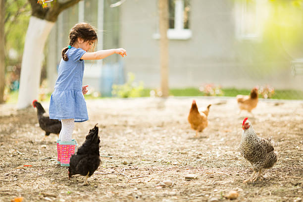 istock Little girl feeding chickens 498829637