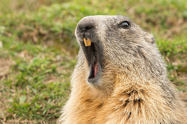 ground hog marmot day portrait - groundhog stok fotoğraflar ve resimler