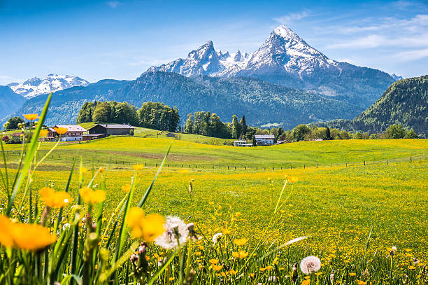 idyllische landschaft der alpen mit grünen wiesen und blumen - european alps germany landscaped spring stock-fotos und bilder