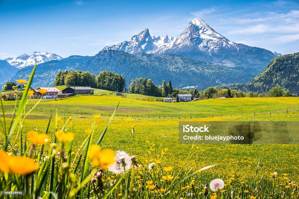 Idyllic landscape in the Alps with green meadows and flowers Idyllic landscape in the Alps with fresh green meadows, blooming flowers, typical farmhouses and snowcapped mountain tops in the background, Nationalpark Berchtesgadener Land, Bavaria, Germany Watzmann Stock Photo