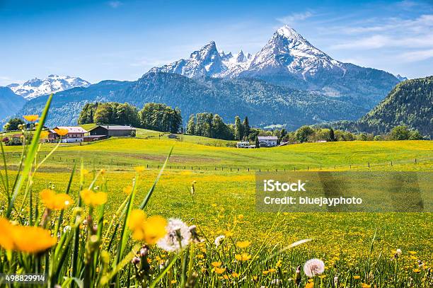 Idyllic Landscape In The Alps With Green Meadows And Flowers Stock Photo - Download Image Now