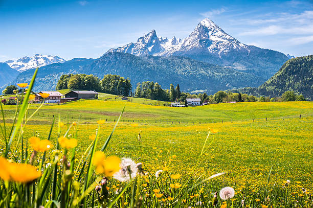 sielankowy krajobraz w alpach z zielone łąki i kwiaty - european alps germany landscaped spring zdjęcia i obrazy z banku zdjęć