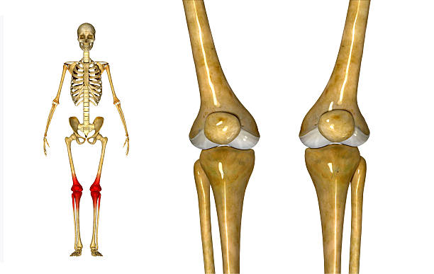joelho - healthcare and medicine the human body x ray image human bone - fotografias e filmes do acervo