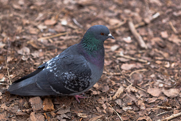 istock Dove in its natural habitat 498830545