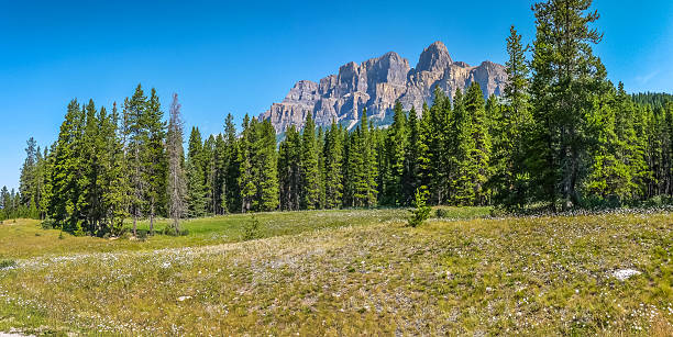 istock Landscape with Rocky Mountains and flowers, Alberta, Canada 498831108