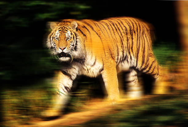 Siberian Tiger The Largest Living Cat In The World Stock Photo - Download  Image Now - iStock