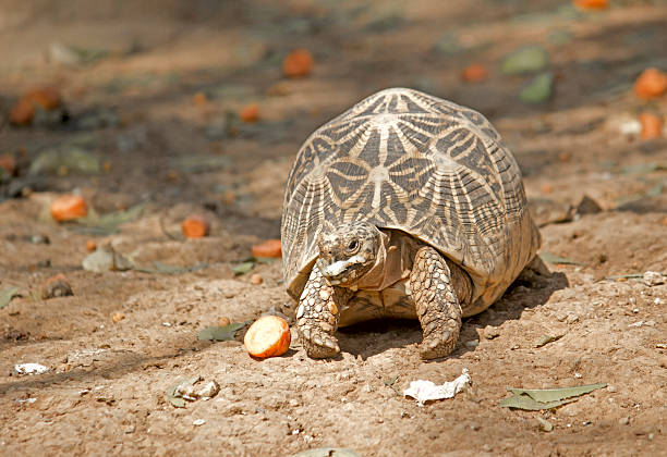 Star tortoise Star tortoise, Geochelone elegans geochelone elegans stock pictures, royalty-free photos & images