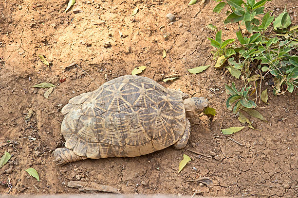 Star tortoise Star tortoise, Geochelone elegans geochelone elegans stock pictures, royalty-free photos & images