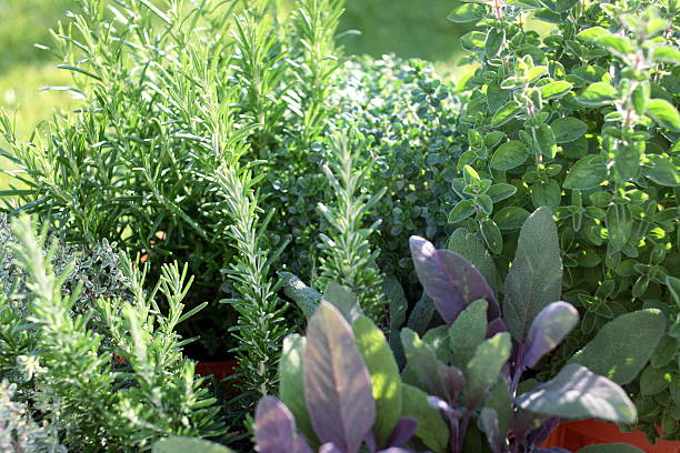 Small herb garden Small herb garden, marjoram, thyme, oregano, tarragon, rosemary mint leaf culinary stock pictures, royalty-free photos & images