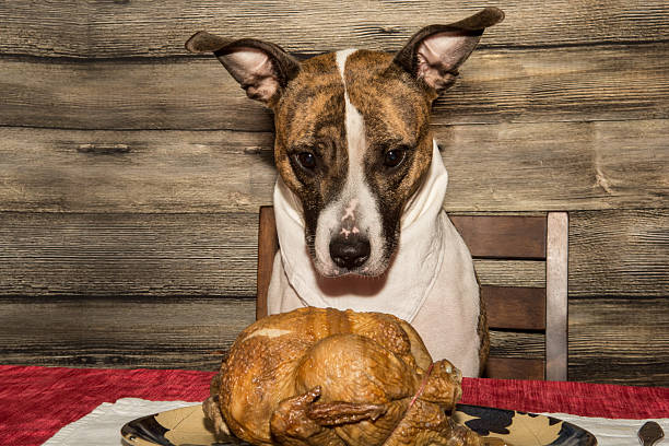 istock Begging for the Holiday Feast 498832658