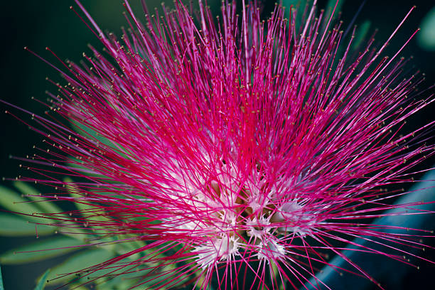 Free Stock Photo of Samanea Saman Flower | Download Free Images and ...