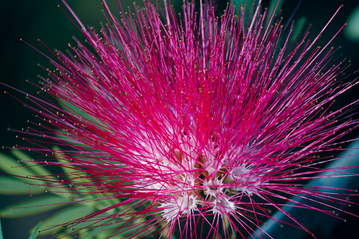 Flower of rain tree. (Samanea saman (Jacq.))