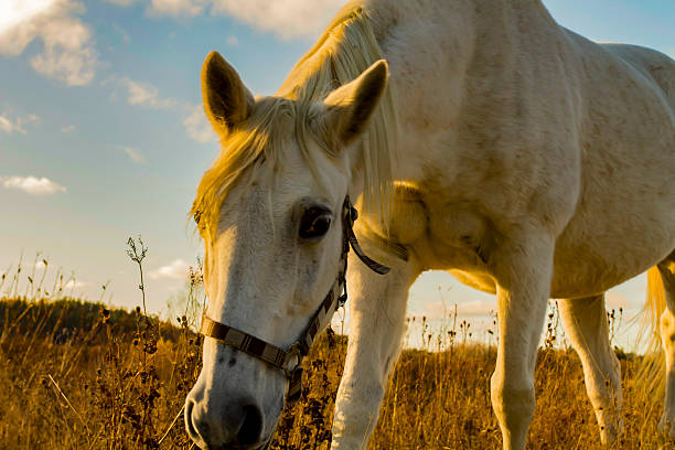 istock White Horse in Pasture 498833380