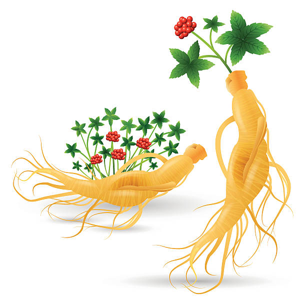 ilustrações, clipart, desenhos animados e ícones de planta de ginseng - ginseng isolated root herbal medicine