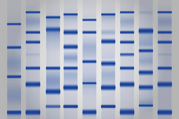 ilustraciones, imágenes clip art, dibujos animados e iconos de stock de electroforesis en gel electrophoretogram de separación - agarose