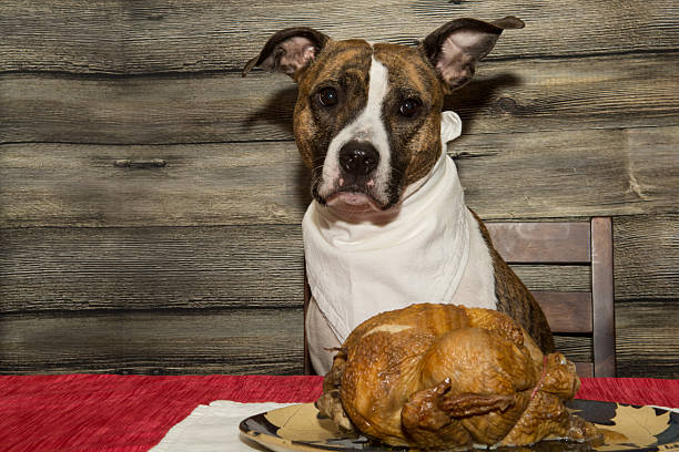 istock Begging for the Holiday Feast 498834330
