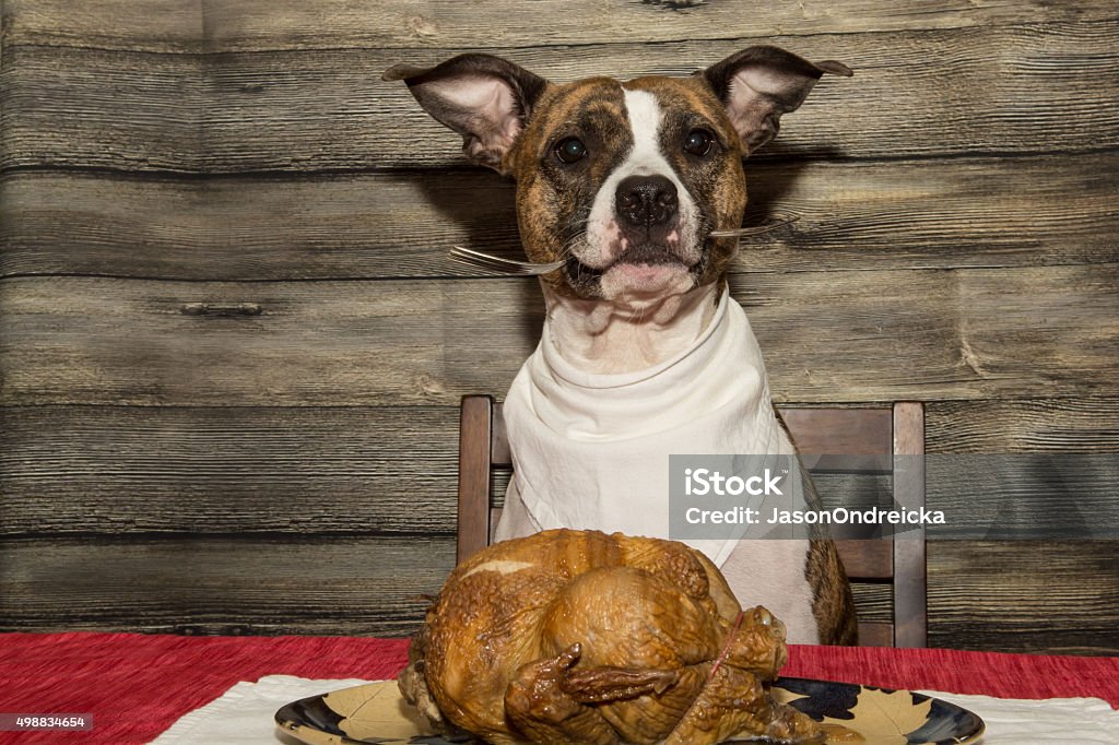 Begging for the Holiday Feast A cute dog begging for the Holiday Feast. Dog Stock Photo